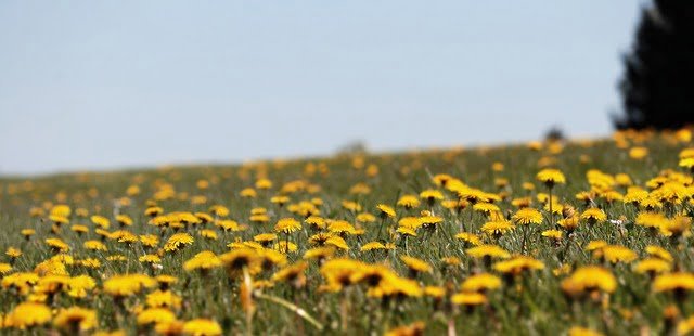 Can Russian Tortoises Eat Dandelions