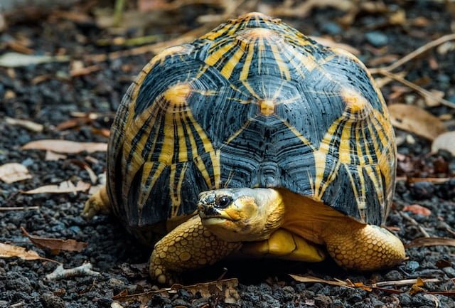 Can Sulcata Tortoises Eat Tomatoes