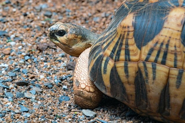 Can Sulcata Tortoises Eat Tomatoes