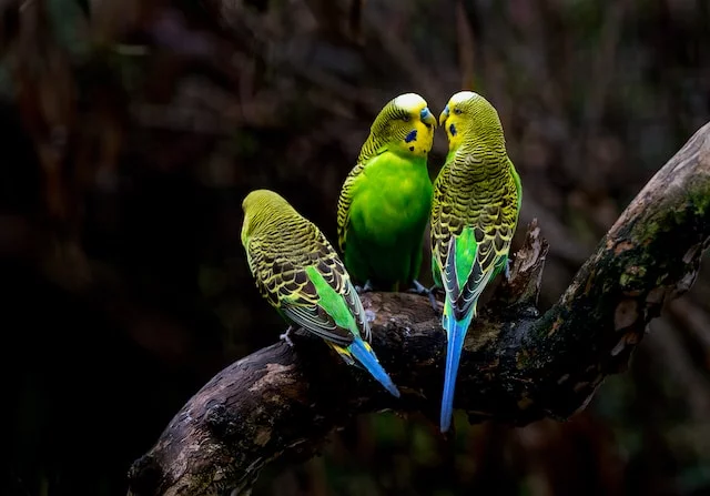 Can Parakeets Eat Mealworms