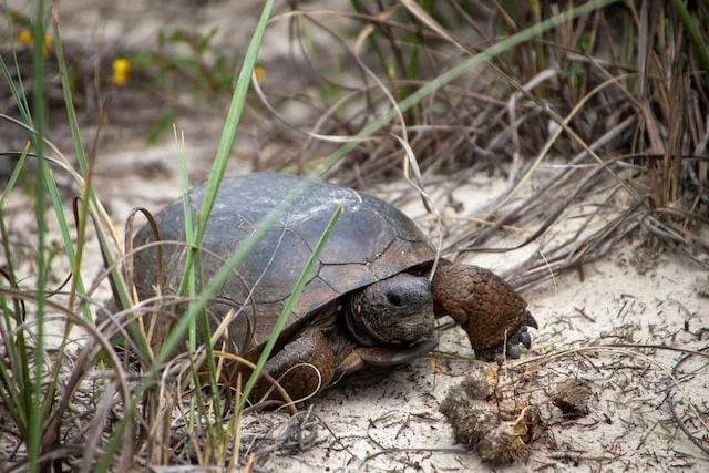 Can Russian Tortoises Eat Bananas