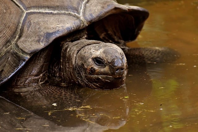 Can Tortoises Eat Radishes