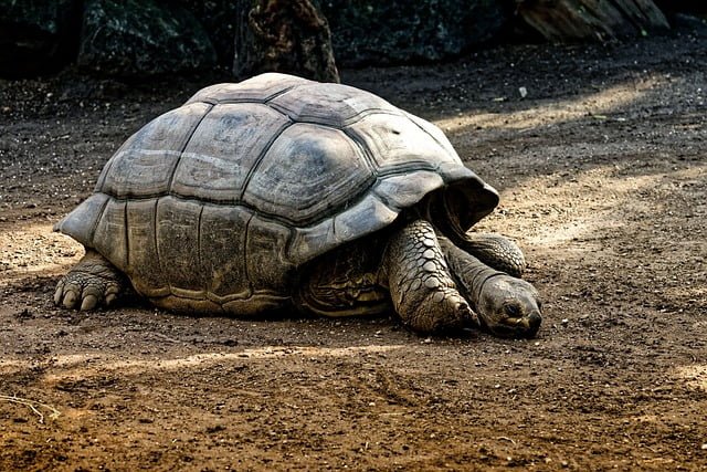 Can Tortoises Eat Asparagus