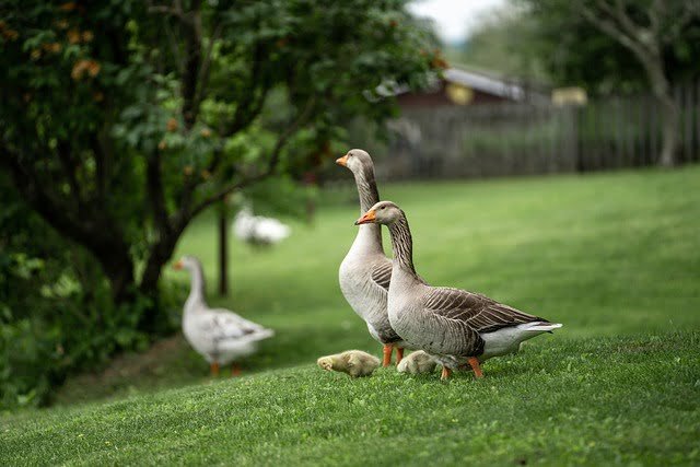 Can Geese Eat Oranges