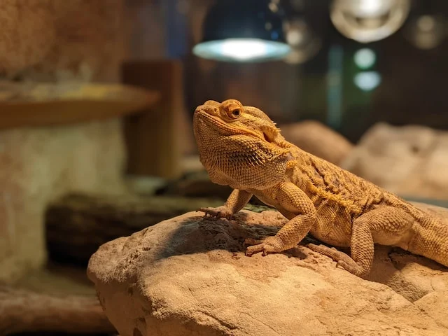 Can Bearded Dragons Eat Coleslaw