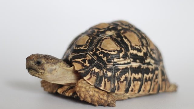 Can Russian Tortoises Eat Dandelions