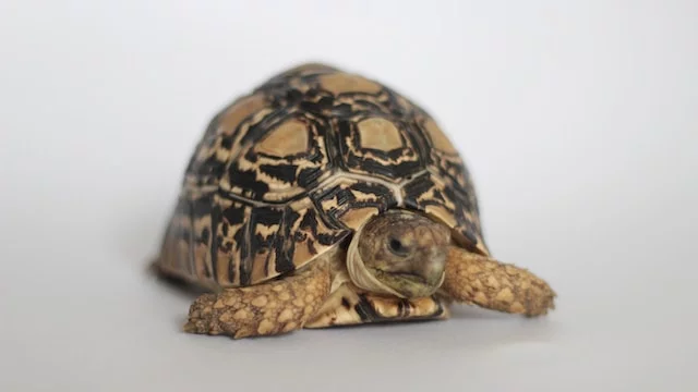 Can Russian Tortoises Eat Bananas