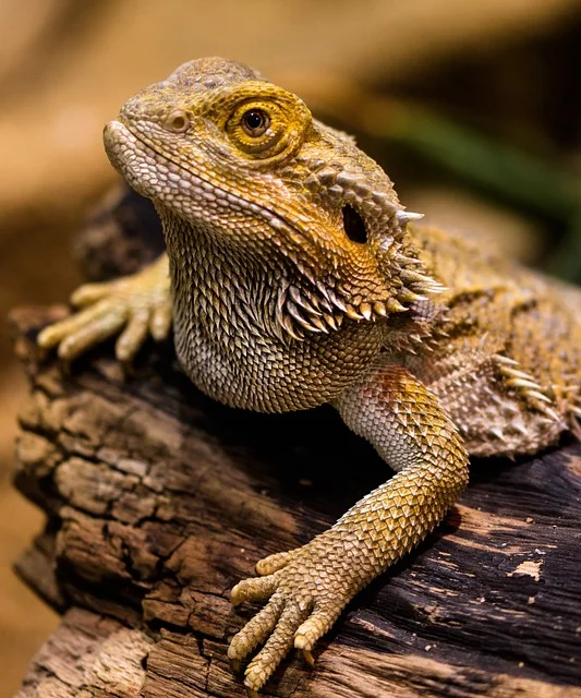 Can Bearded Dragons Eat Coleslaw