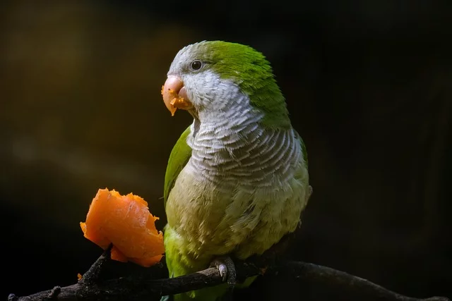 Can Parakeets Eat Watermelon