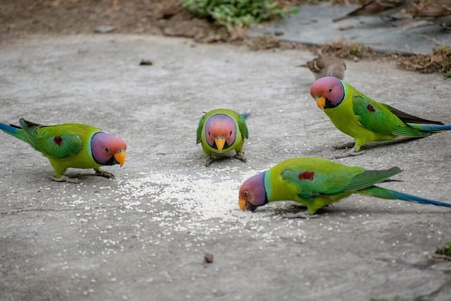 Can Parakeets Eat Sunflower Seeds