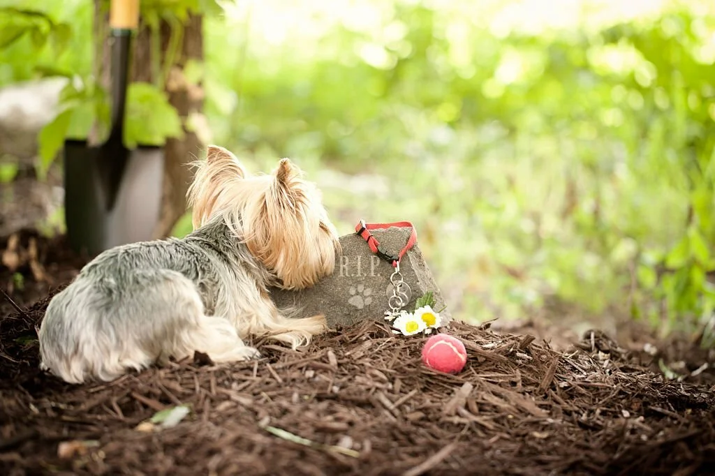 5 Heartwarming Pet Farewell Rituals That Echo the Earth's Eternal Embrace