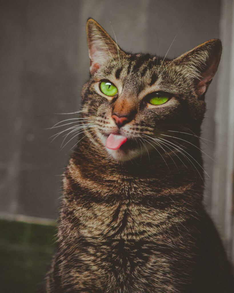 Cat Photography