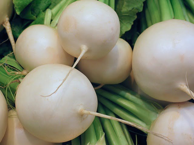 Can Tortoises Eat Radishes