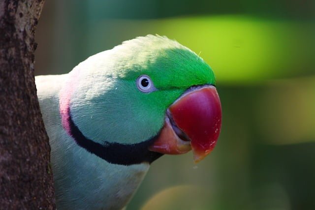 Can Parakeets Eat Kiwi
