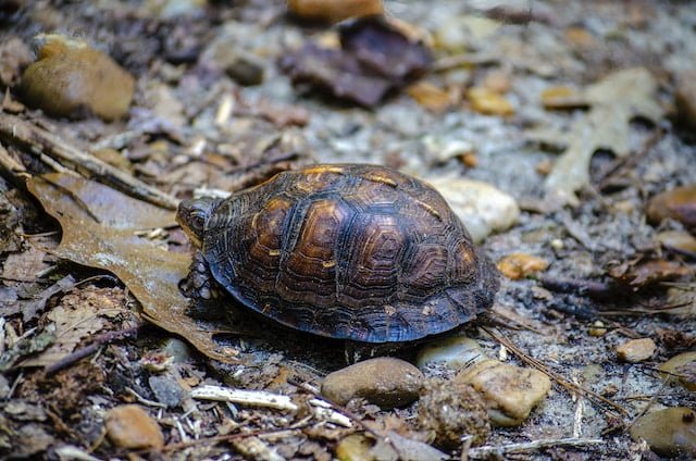 Can Russian Tortoises Eat Dandelions