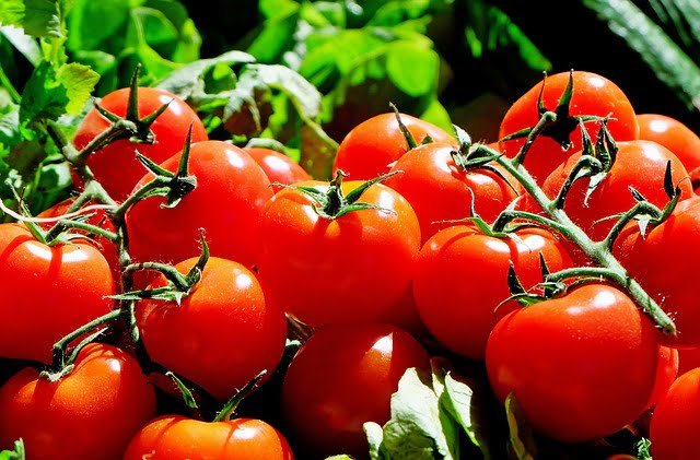 Can Sulcata Tortoises Eat Tomatoes
