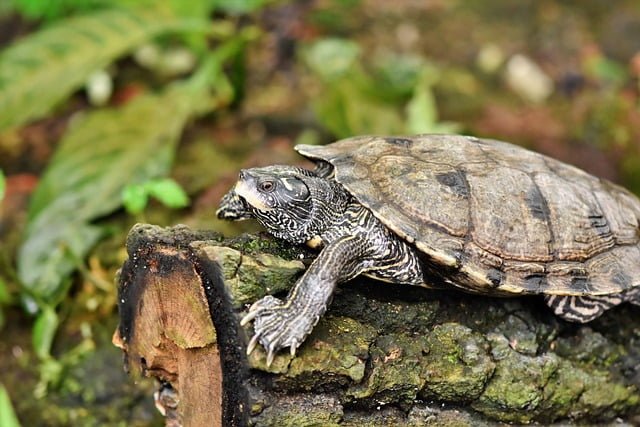 Can Tortoises Eat Asparagus