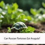 Can Russian Tortoises Eat Arugula?