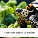 Can Russian Tortoises Eat Broccoli