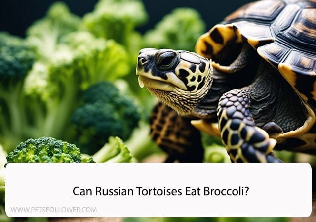 Can Russian Tortoises Eat Broccoli?