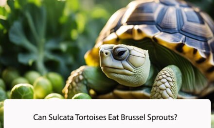 Can Sulcata Tortoises Eat Brussel Sprouts?