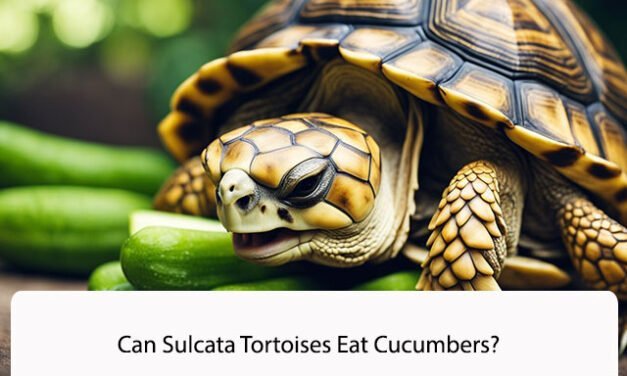 Can Sulcata Tortoises Eat Cucumbers?