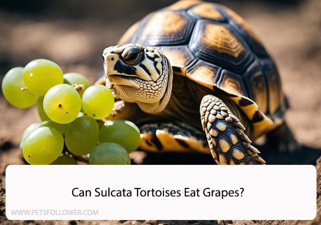 Can Sulcata Tortoises Eat Grapes?