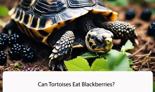 Can Tortoises Eat Blackberries?