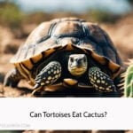 Can Tortoises Eat Cactus