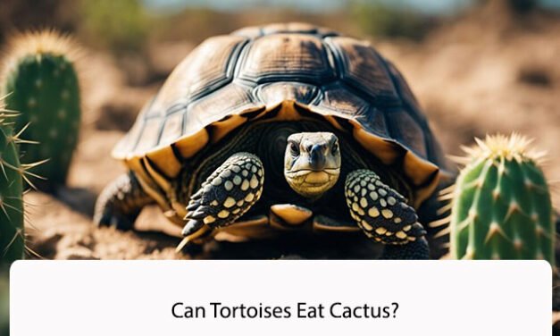 Can Tortoises Eat Cactus?