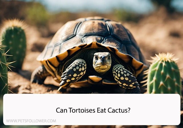 Can Tortoises Eat Cactus?