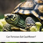 Can Tortoises Eat Cauliflower