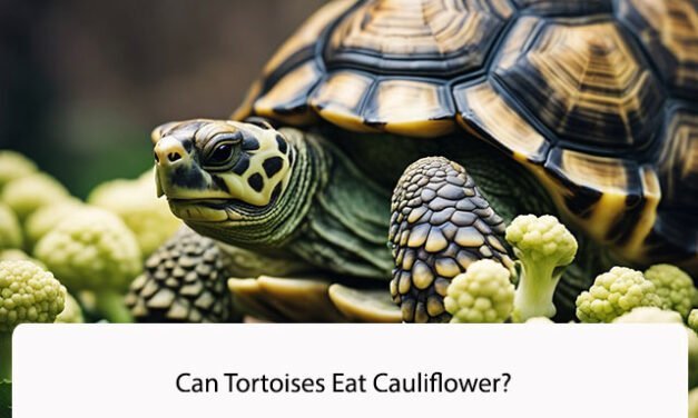 Can Tortoises Eat Cauliflower?