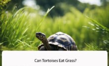 Can Tortoises Eat Grass