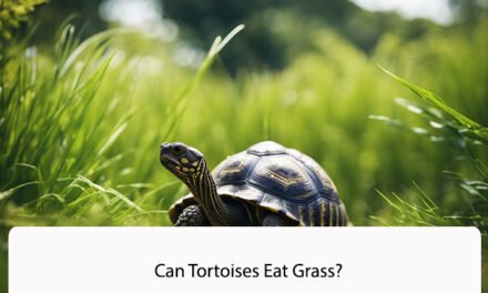 Can Tortoises Eat Grass?