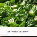 Can Tortoises Eat Lettuce