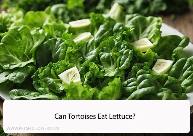 Can Tortoises Eat Lettuce?