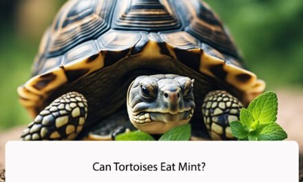 Can Tortoises Eat Mint?