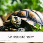 Can Tortoises Eat Parsley