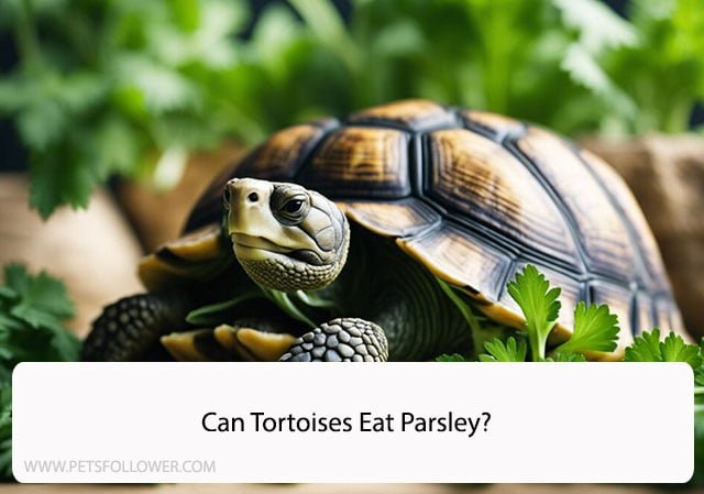 Can Tortoises Eat Parsley?