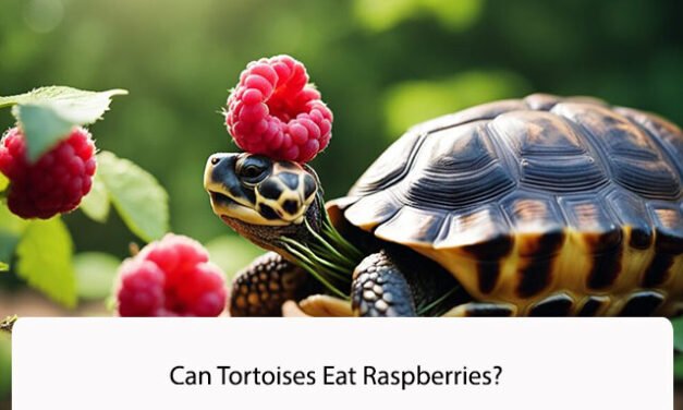 Can Tortoises Eat Raspberries?