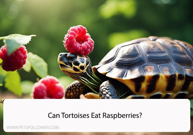 Can Tortoises Eat Raspberries?
