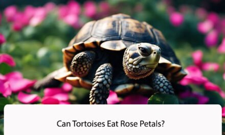 Can Tortoises Eat Rose Petals?