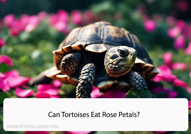 Can Tortoises Eat Rose Petals?