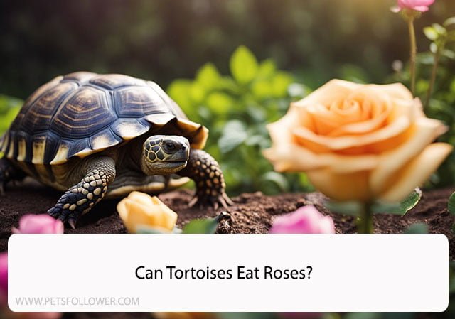 Can Tortoises Eat Roses?