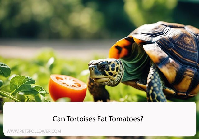 Can Tortoises Eat Tomatoes?