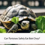 Can Tortoises Eat Bok Choy?