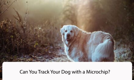 Can You Track Your Dog with a Microchip?