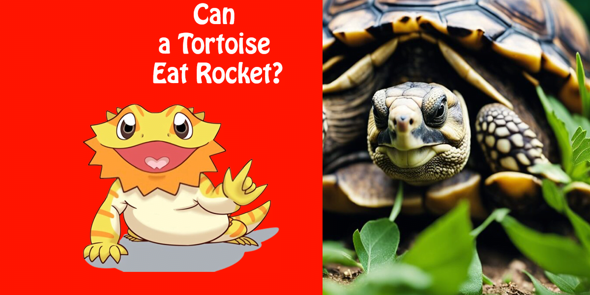 Can a Tortoise Eat Rocket?
