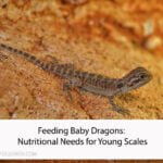 Feeding Baby Dragons